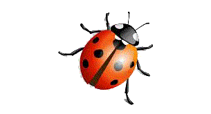 Coccinella