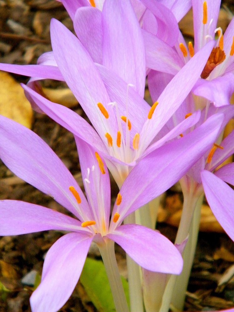 Fiori di Colchicum autumnale