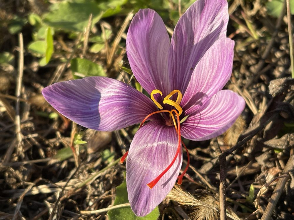 Fiore di Crocus sativus