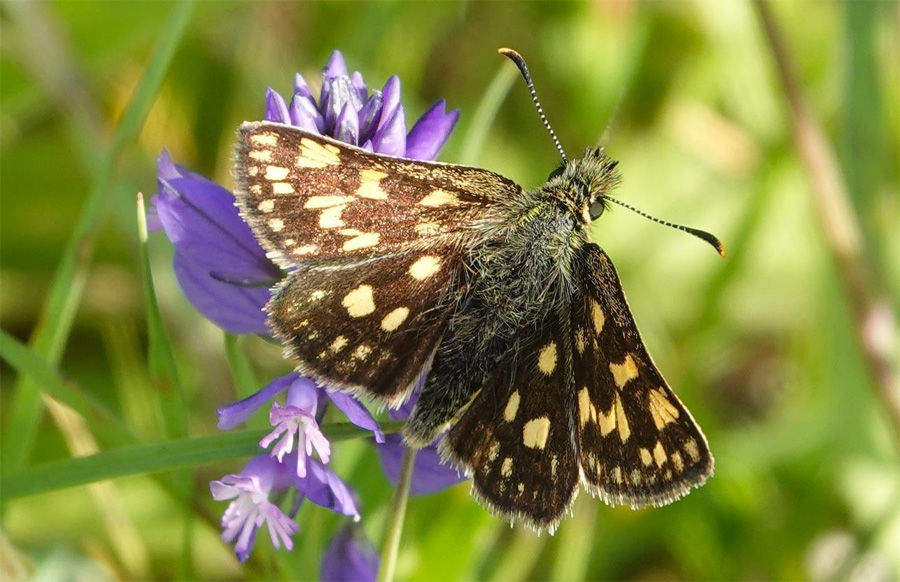 Carterocephalus palaemon