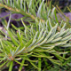 Abies alba