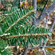 Abies cephalonica