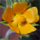 Abutilon theophrasti