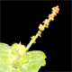 Acalypha australis