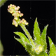 Acalypha virginica