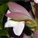Acanthus mollis
