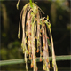 Acer negundo