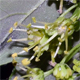 Acer pseudoplatanus