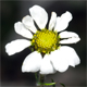 Achillea barrelieri o.