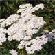 Achillea millefolium