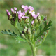 Achillea roseoalba
