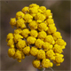 Achillea tomentosa
