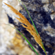 Achnatherum calamagrostis