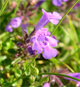 Ziziphora granatensis a.