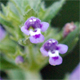 Ziziphora acinos