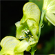 Aconitum anthora