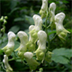 Aconitum lycoctonum