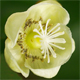 Actinidia deliciosa