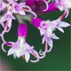 Adenostyles alliariae