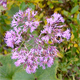 Adenostyles alpina