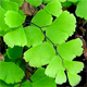 Adiantum capillus-veneris