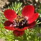 Adonis annua