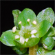 Adoxa moschatellina