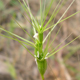 Triticum neglectum