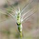 Triticum vagans