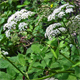 Aegopodium podagraria