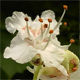 Aesculus hippocastanum
