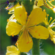 Agrimonia eupatoria