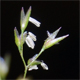 Agrostis capillaris