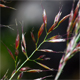 Agrostis rupestris
