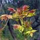 Ailanthus altissima
