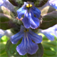 Ajuga reptans