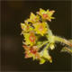 Alchemilla colorata