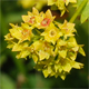 Alchemilla effusa