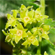 Alchemilla exigua