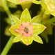 Alchemilla fallax