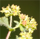 Alchemilla filicaulis f.