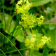 Alchemilla glabra