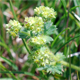Alchemilla glaucescens