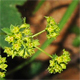 Alchemilla monticola