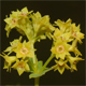 Alchemilla straminea