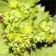 Alchemilla subcrenata