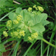 Alchemilla xanthochlora
