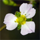 Alisma lanceolatum