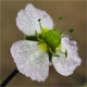 Alisma plantago-aquatica