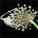 Allium ampeloprasum